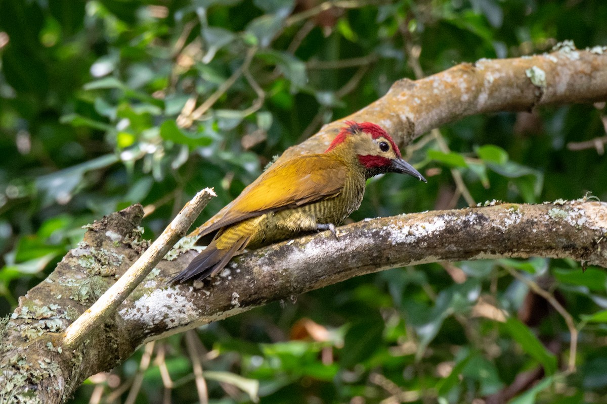 Golden-olive Woodpecker - ML142993291