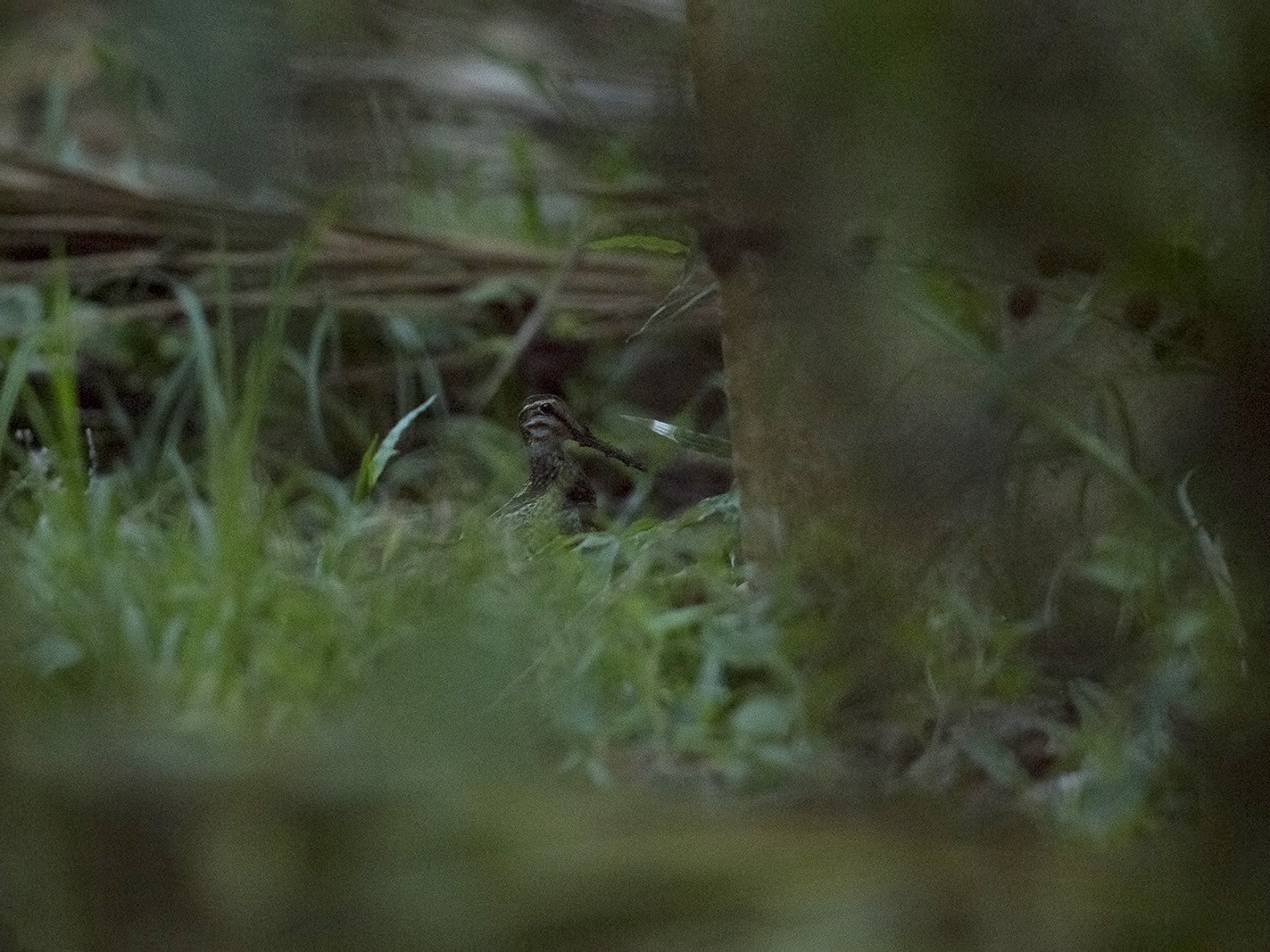 Wood Snipe - eBird