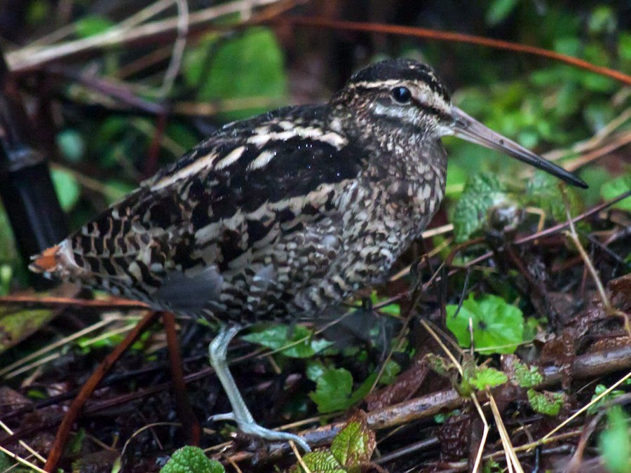 Wood Snipe - eBird