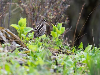 Wood Snipe - eBird