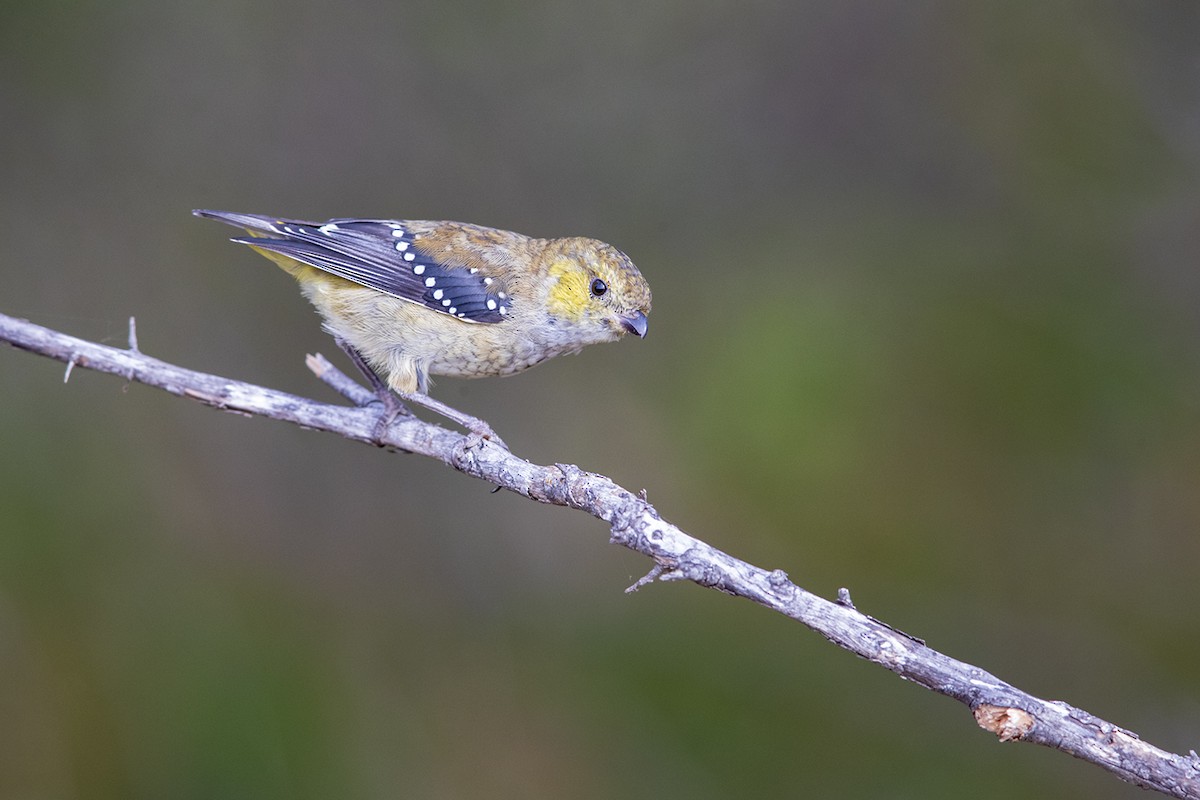 Forty-spotted Pardalote - ML142994951