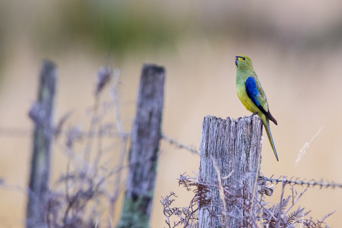 Blue-winged Parrot - Laurie Ross | Tracks Birding & Photography Tours