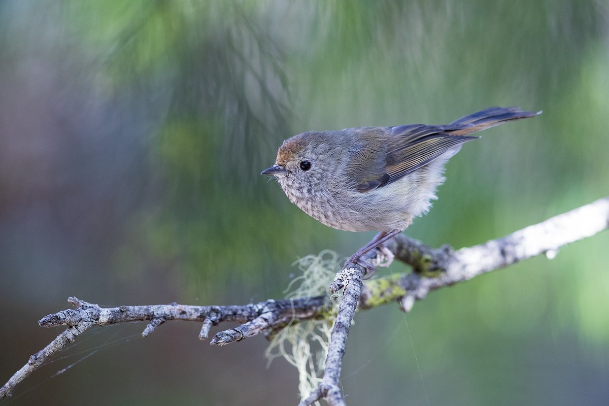 Tasmanian Thornbill - Laurie Ross | Tracks Birding & Photography Tours