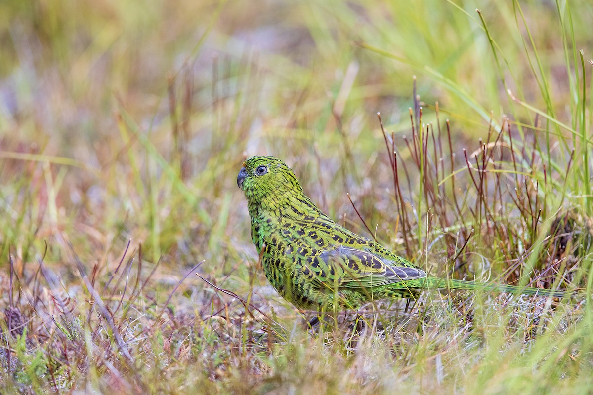 Ground Parrot (Eastern) - Laurie Ross | Tracks Birding & Photography Tours