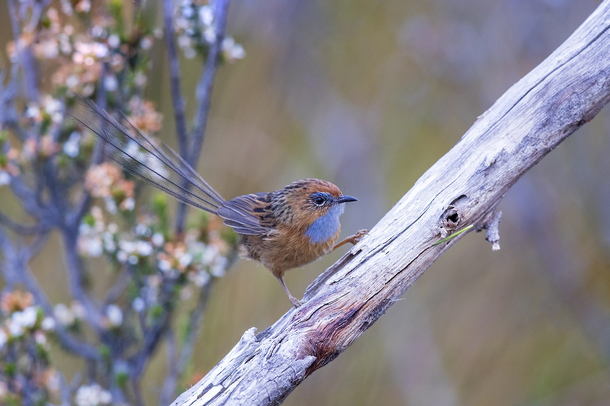Southern Emuwren - Laurie Ross | Tracks Birding & Photography Tours