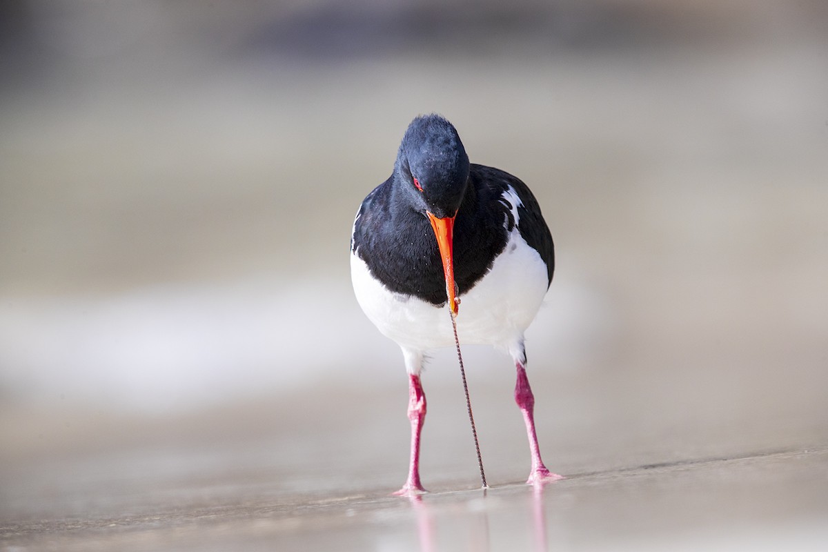 Pied Oystercatcher - Laurie Ross | Tracks Birding & Photography Tours