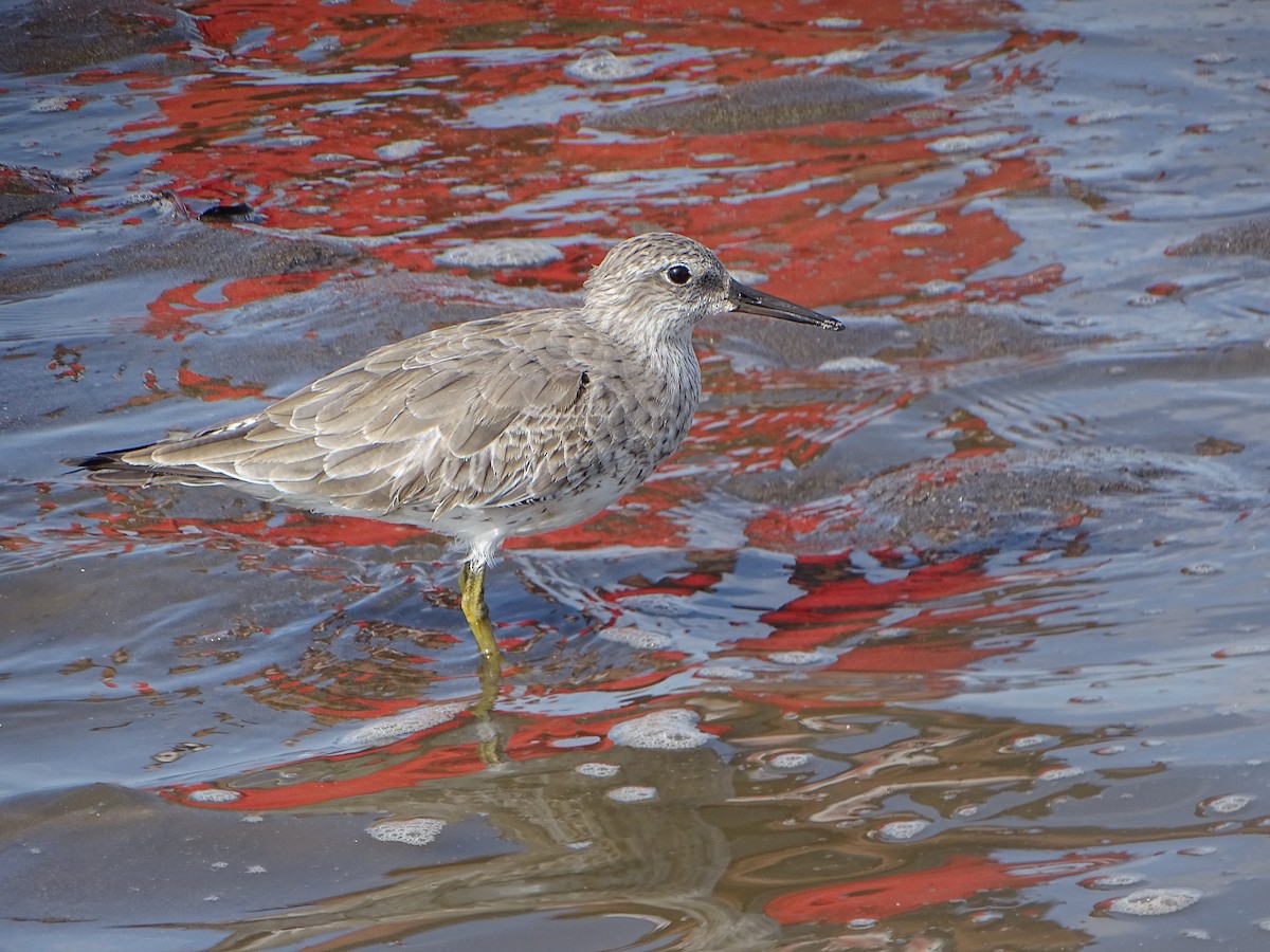 Red Knot - ML142996021