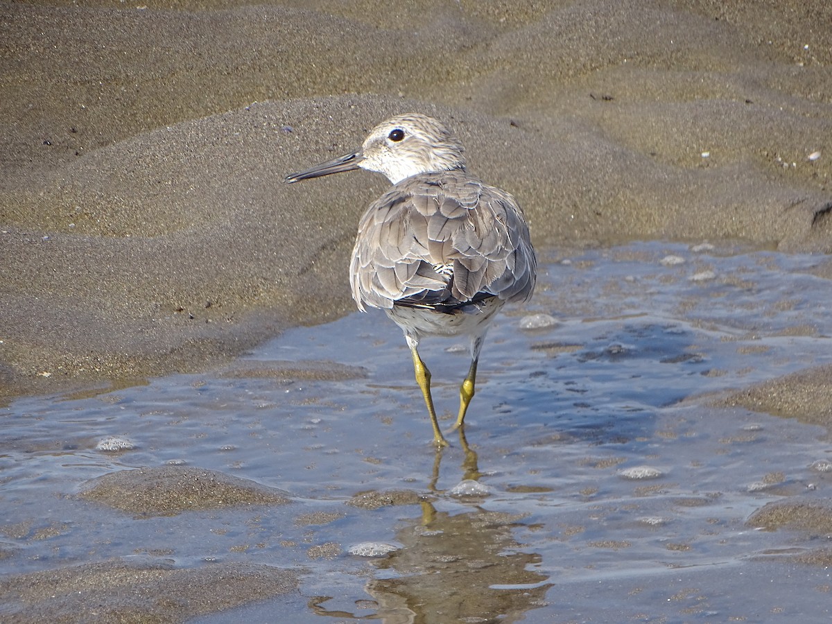 Red Knot - ML142996041