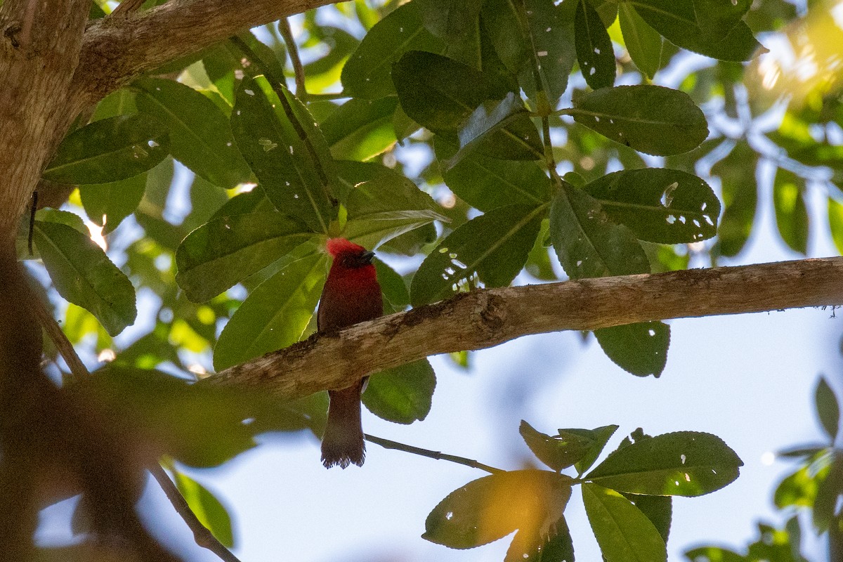 Crested Ant-Tanager - ML142996281
