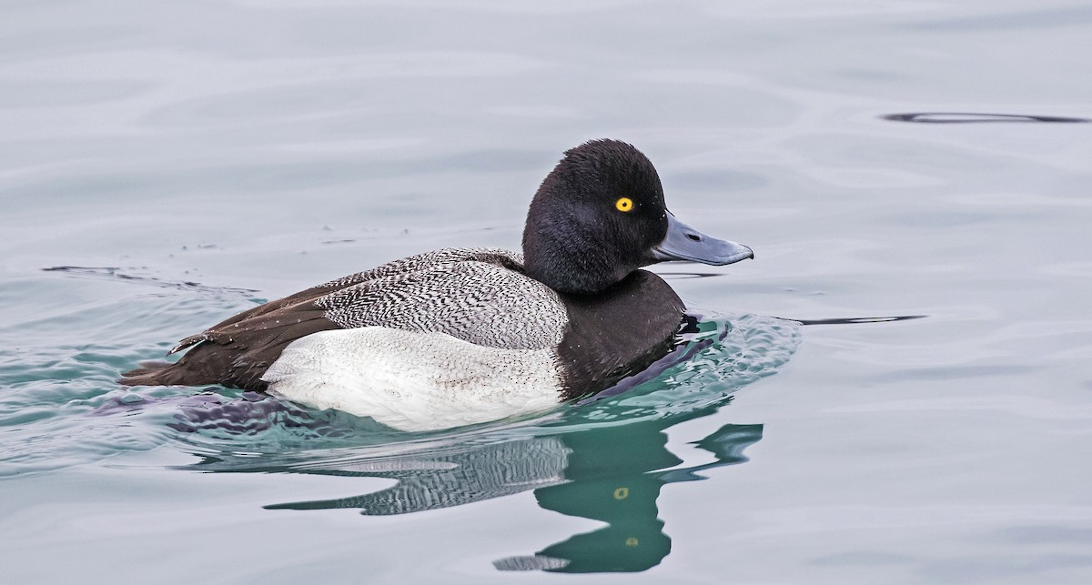 Greater Scaup - ML142996641