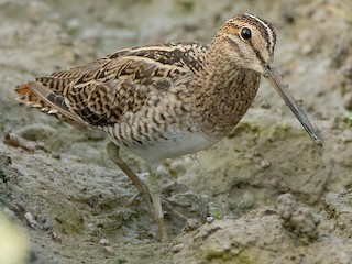  - Pin-tailed Snipe