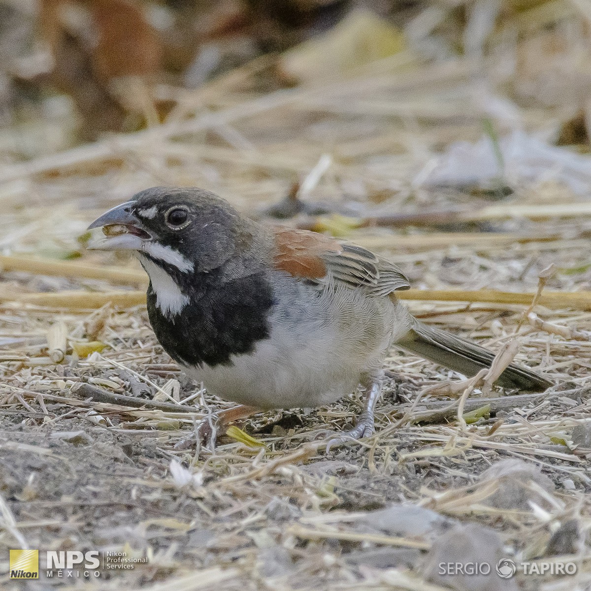 Black-chested Sparrow - ML142998471