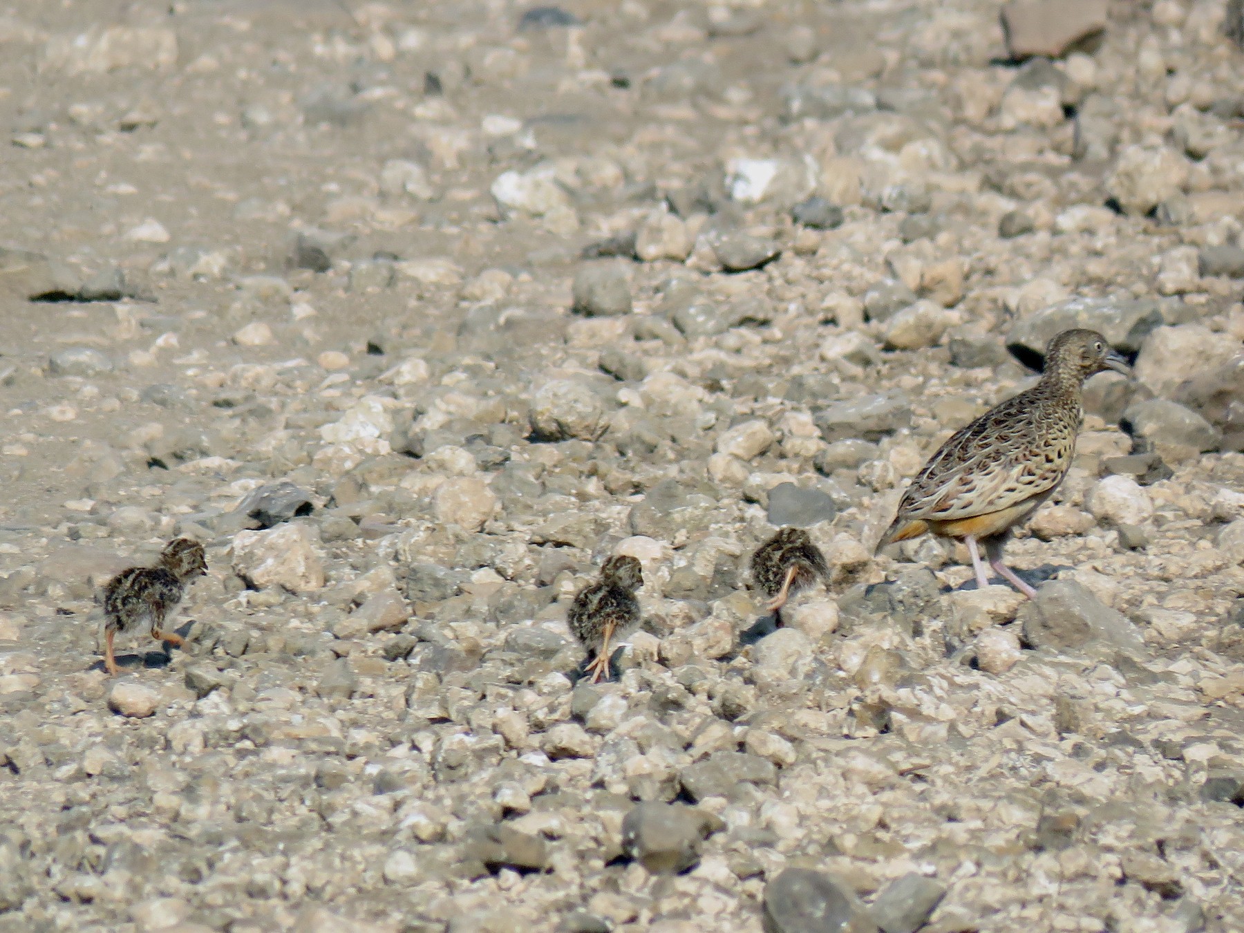 Small Buttonquail eBird