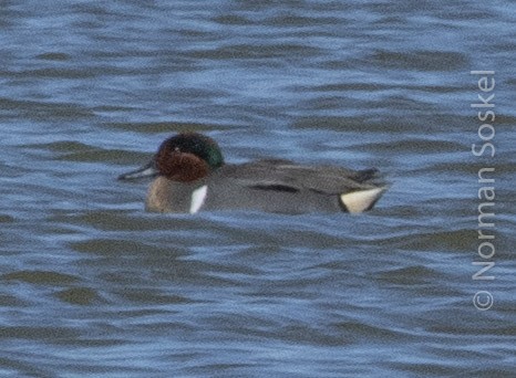 Green-winged Teal - Norman Soskel