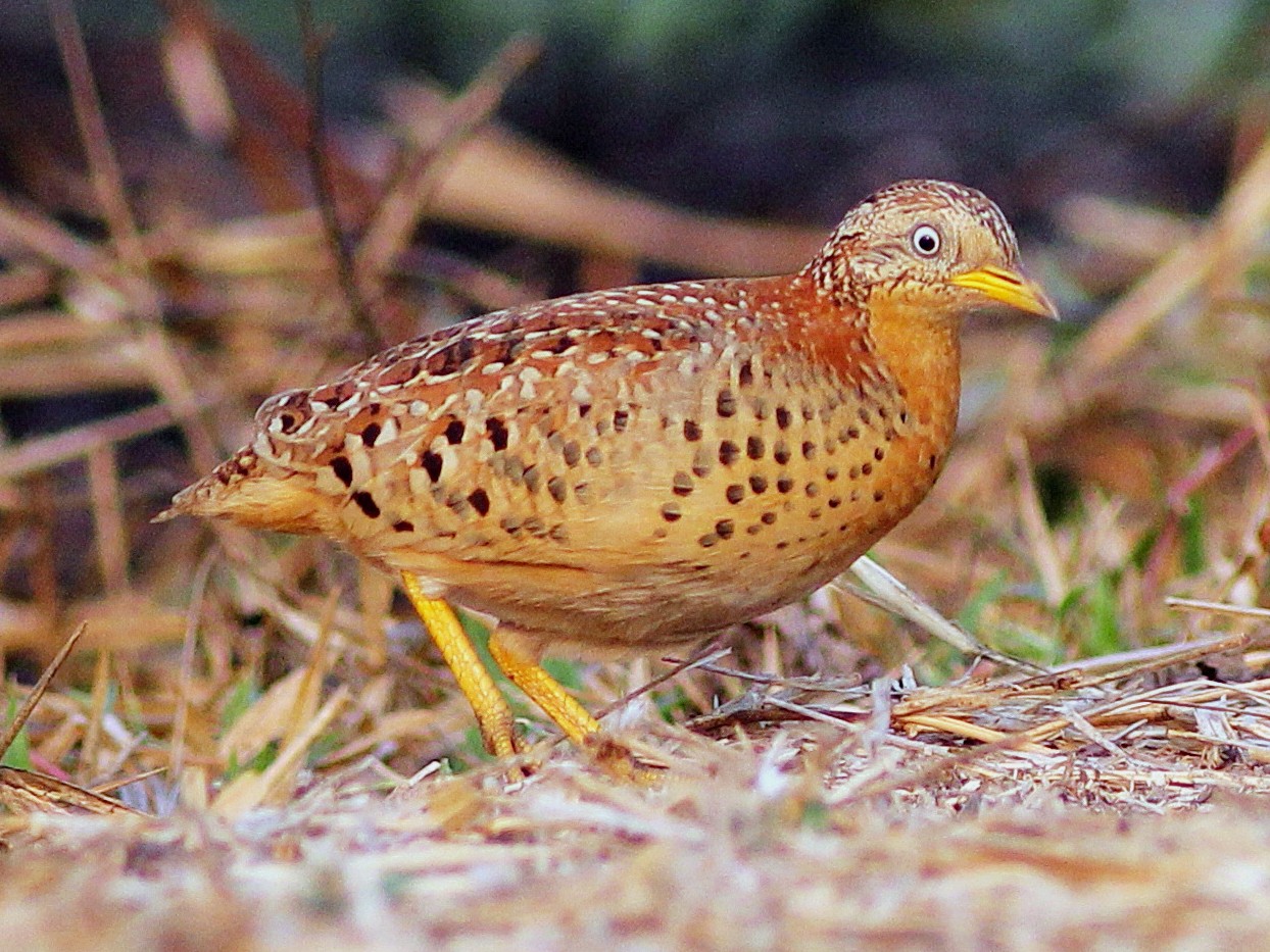 Yellow-legged Buttonquail - Krit Adirek