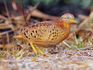 飛禽圖 チョウセンミフウズラ - eBird