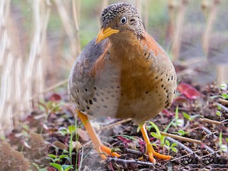 チョウセンミフウズラ - eBird