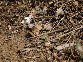 チョウセンミフウズラ - eBird