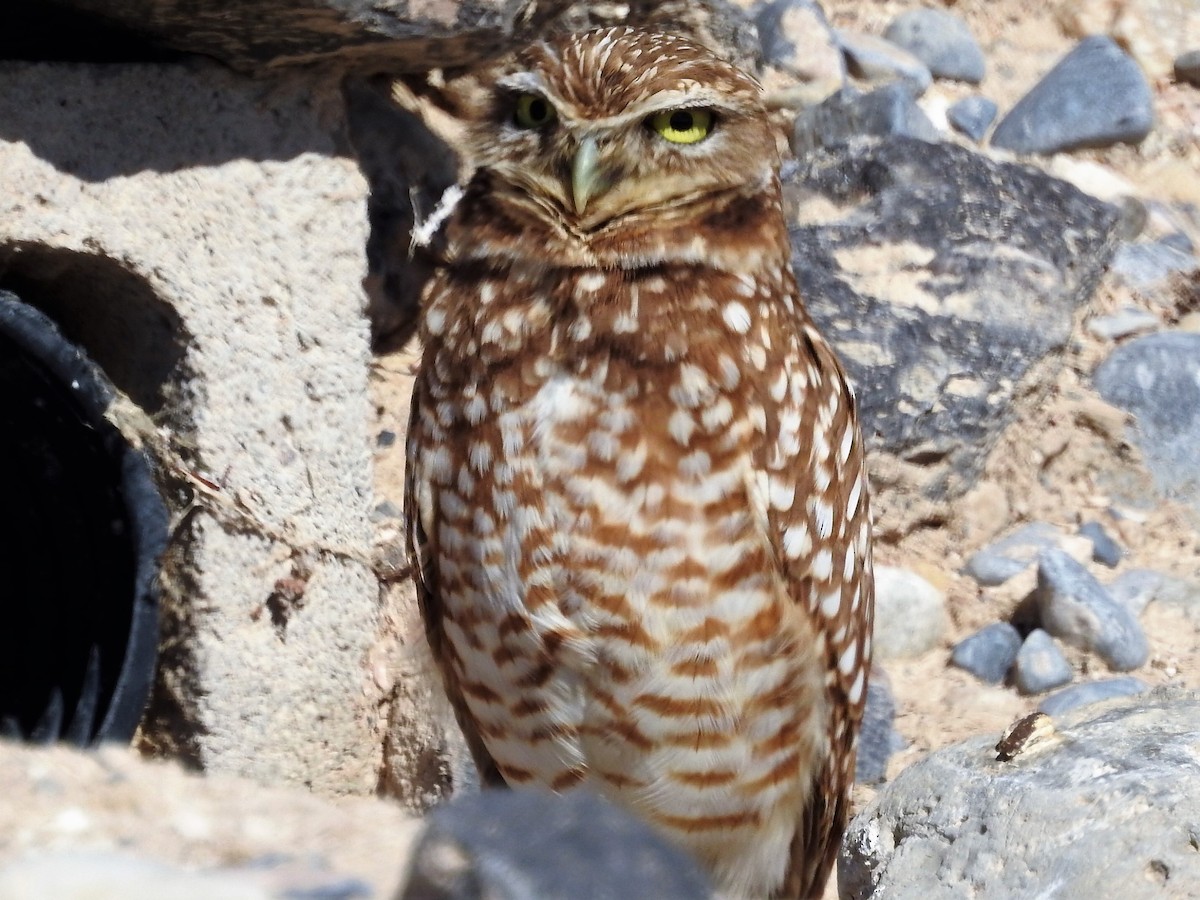 Burrowing Owl - ML143001711