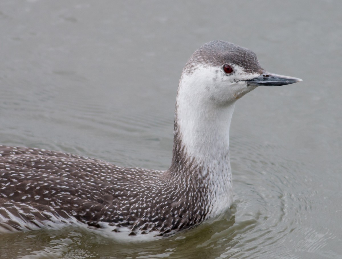 Red-throated Loon - Keith Bailey