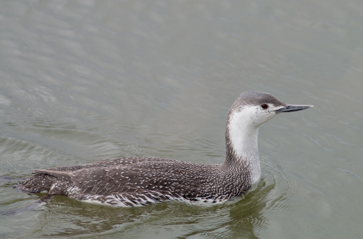 Red-throated Loon - Keith Bailey