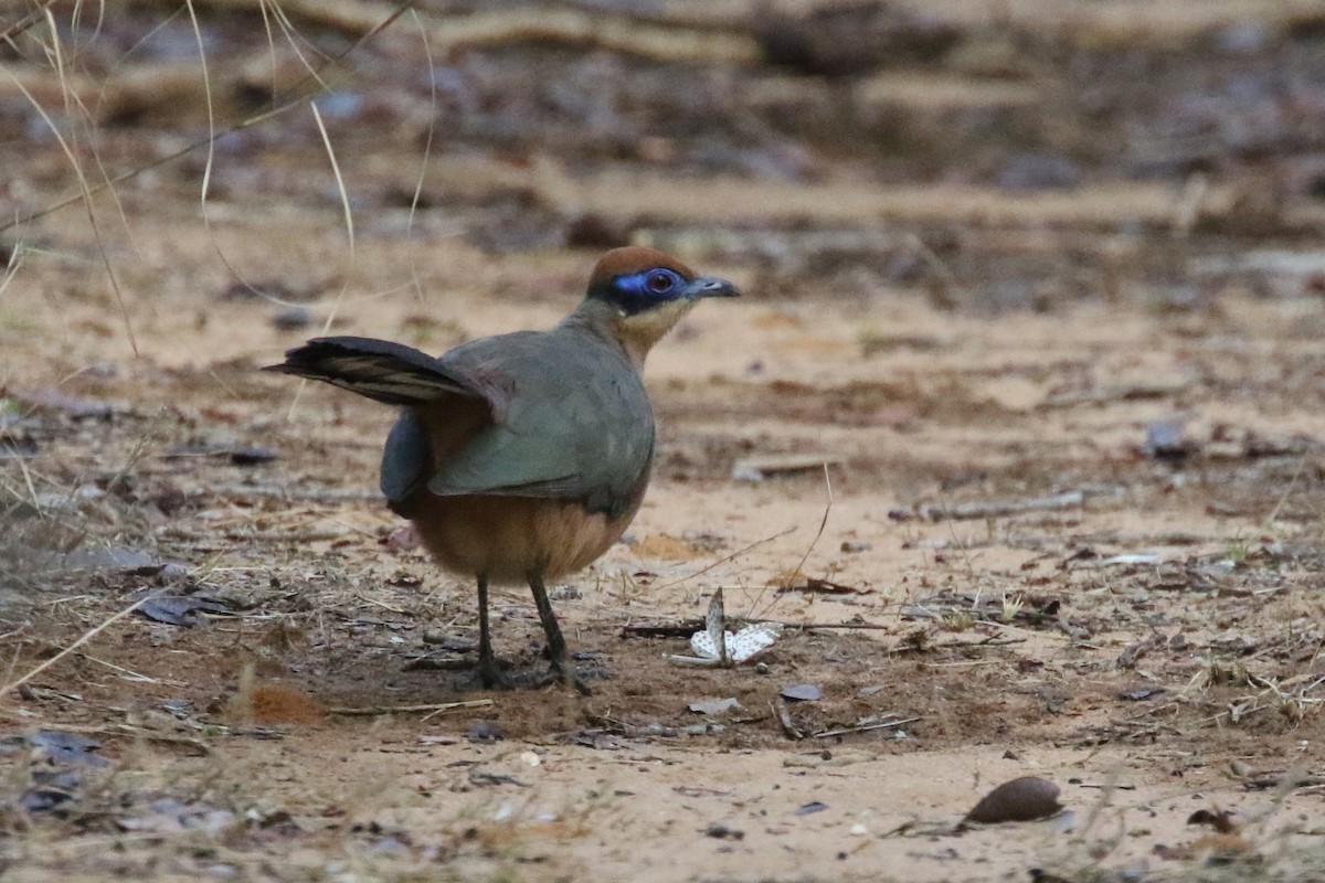 Red-capped Coua (Red-capped) - ML143003061