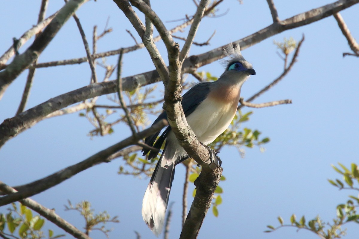 Crested Coua - ML143003591
