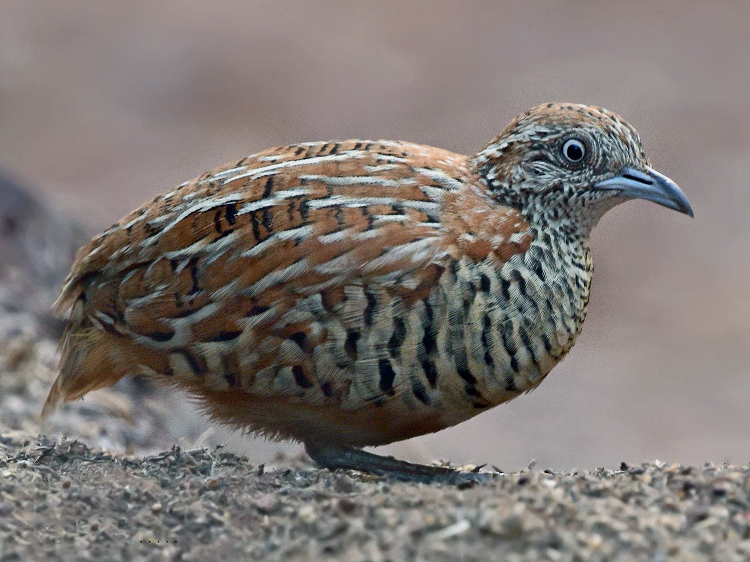 Barred Buttonquail - Pushpa C R