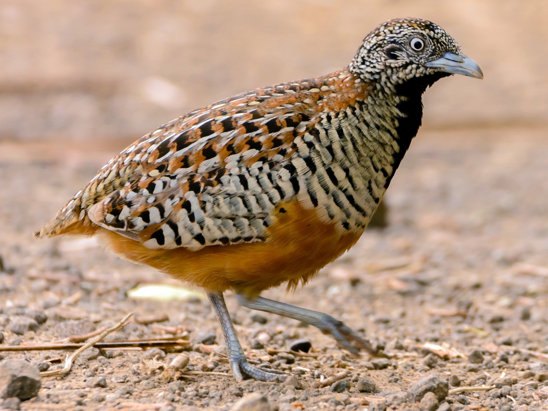 Barred Buttonquail - Ramesh Desai