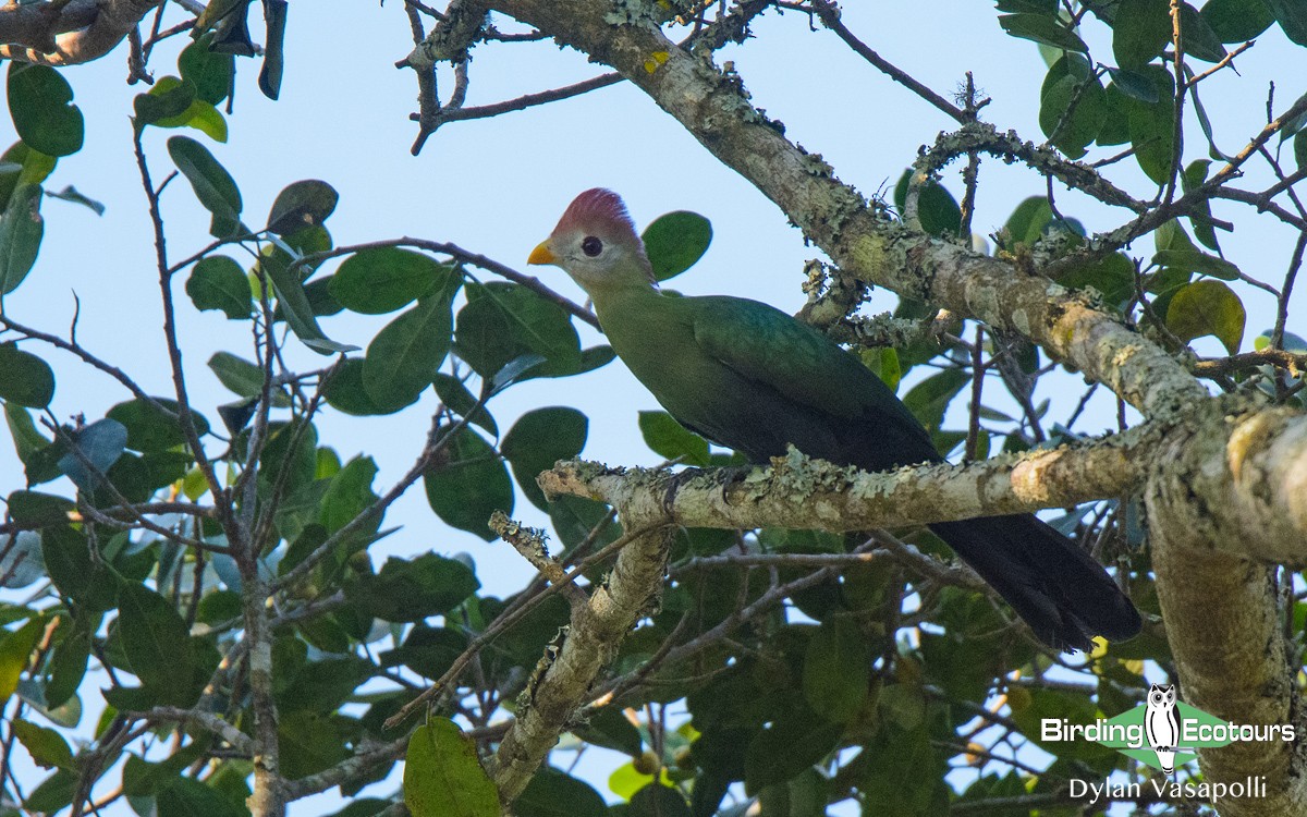 Red-crested Turaco - ML143007751
