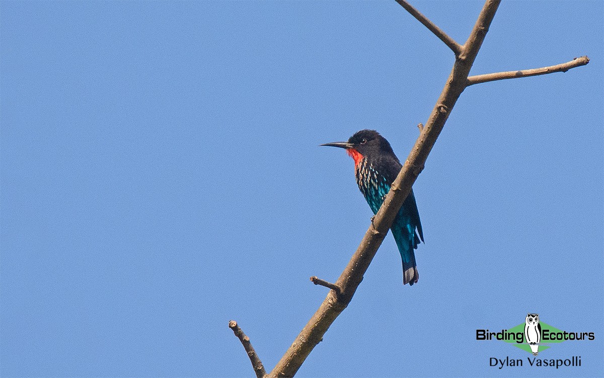 Black Bee-eater - Dylan Vasapolli - Birding Ecotours