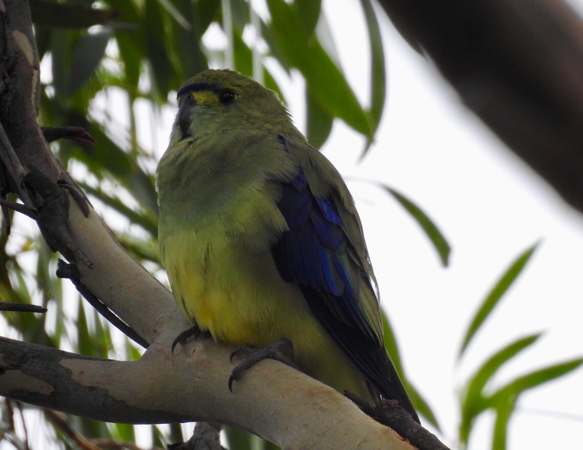 Blue-winged Parrot - ML143009801