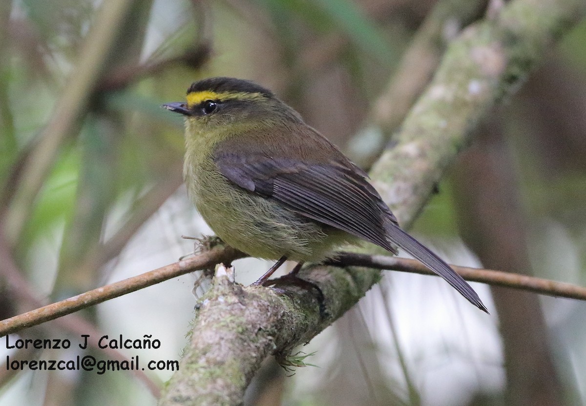 Yellow-bellied Chat-Tyrant - ML143011771
