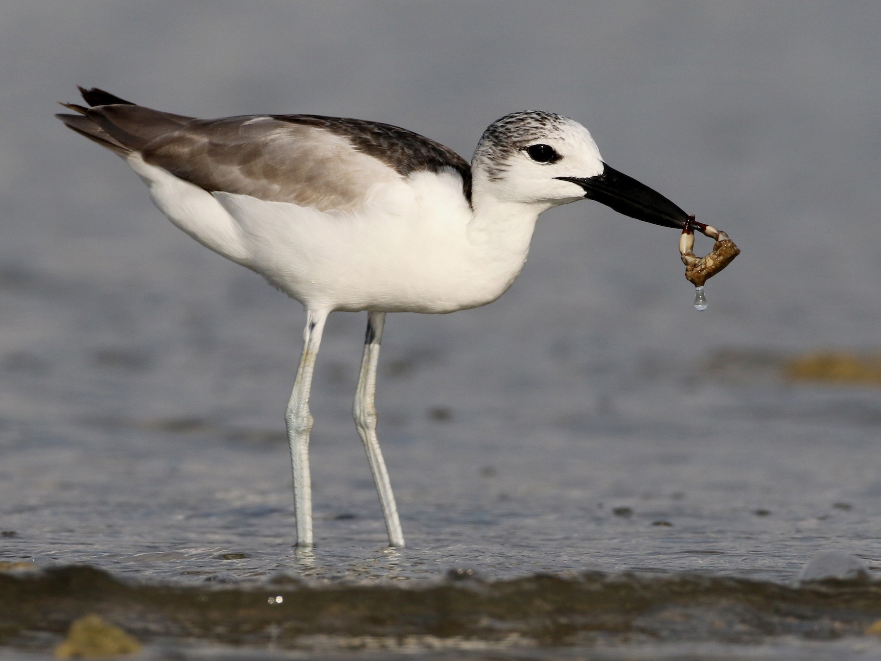 CrabPlover eBird