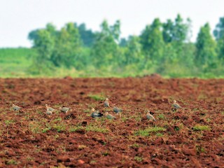  - Indian Courser