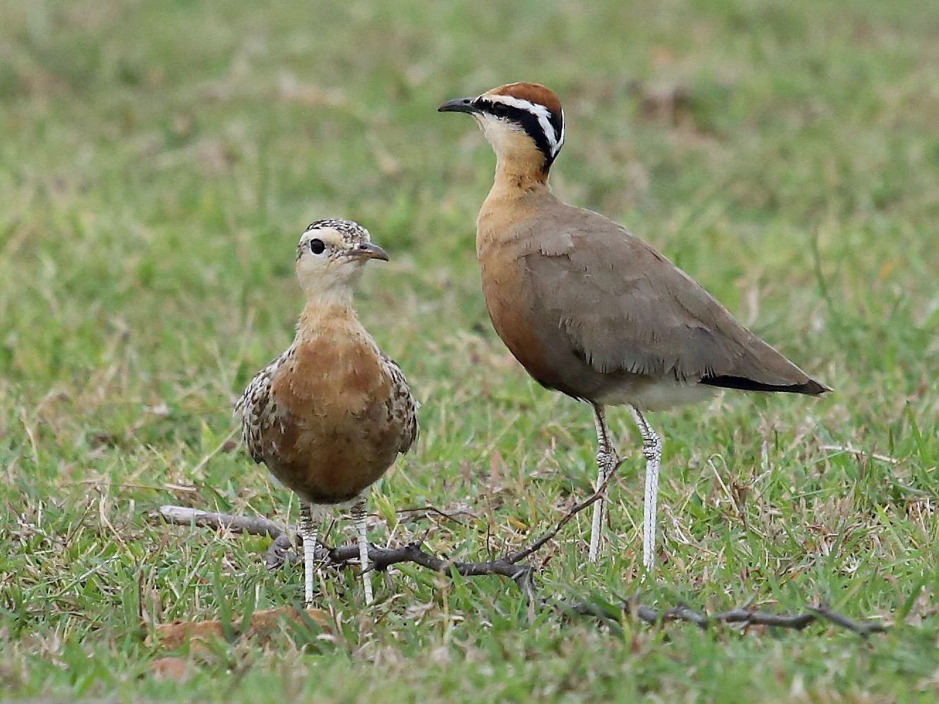 Indian Courser eBird