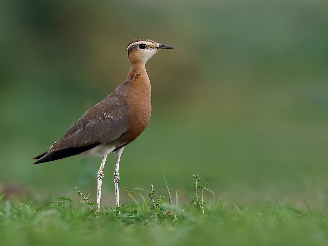 Indian Courser - Soar Excursions