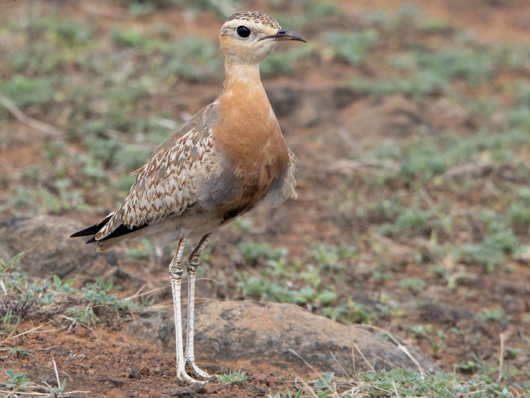 Indian Courser eBird