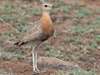 Молодая птица - Swapnil Thatte - ML143013471