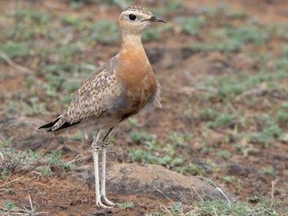  - Indian Courser