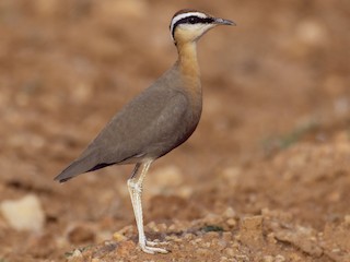  - Indian Courser