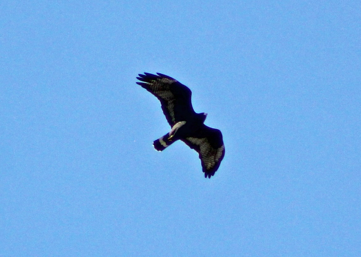 Zone-tailed Hawk - ML143014761