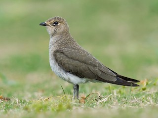 Молодая птица - Craig Brelsford - ML143015061