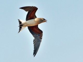 นกเต็มวัย - Premchand Reghuvaran - ML143015081