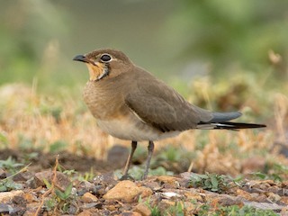 นกเต็มวัยชุดขนนอกฤดูผสมพันธุ์ - Saurabh Sawant - ML143015091