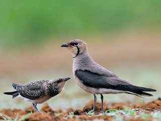 Adult and chick - Aravind AM - ML143015101