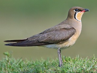  - Oriental Pratincole