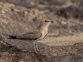 幼鳥 - Subhadra Devi - ML143016371