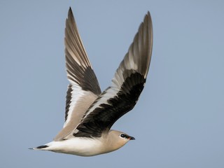 นกเต็มวัย - Ian Davies - ML143016391