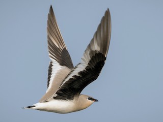ヒメツバメチドリ - eBird